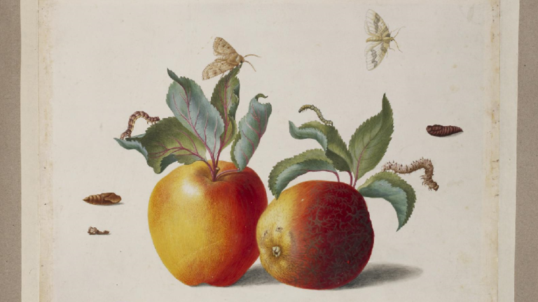 Kolorierte Zeichnung: reife Äpfel mit Raupen und Motten