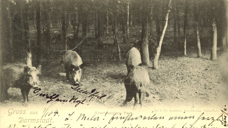 Historische Postkarte: Oben Wildschweine, darunter handschriftlicher Text