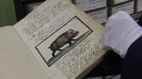 Zeichnung eines Wildschweins auf einer Seite des Jagdtagebuchs des Landgrafen Ludwig VIII. von Hessen Darmstadt