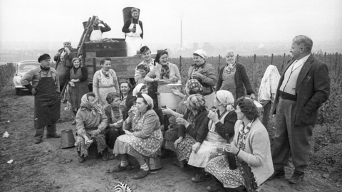Bei der Weinlese in Walluf, um 1955 (HHStAW, 3008/47, 13100) Bei der Weinlese in Walluf: Eine Gruppe von Frauen und Männern machen Pause, um 1955 (HHStAW, 3008/47, 13100)