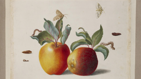 Äpfel mit Motten, Zeichnung von Maria Sibylla Merian, um 1695 (Wikimedia Commons) Kolorierte Zeichnung: reife Äpfel mit Raupen und Motten