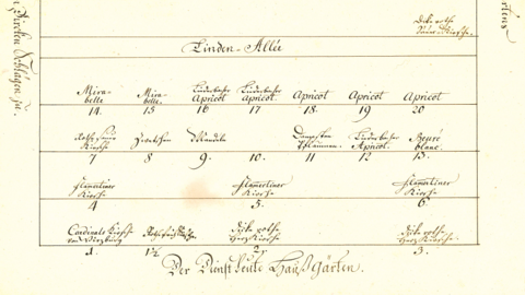 Pflanzungen zwischen der Lindenallee und den Hausgärten der Dienstleute (HHStAW, 127, 297) Historisches Schriftstück: Handschrift in deutscher und lateinischer Schrift