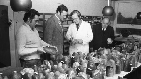 Schwarz-Weiß-Foto: Ein Tisch, auf dem halbe Brotlaibe liegen. Prüfer beurteilen die Qualität vom Brot