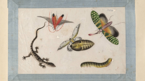 Auch zeichnerisch begabt: Naturstudien der Brüder Grimm (HStAM, 340 Grimm, B 276) Zeichnung von Schmetterlingen, Raupen und einem Lurch