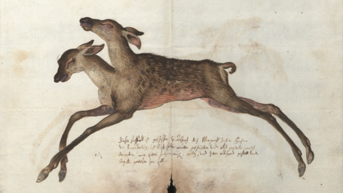 Versetzt die Betrachter auch heutzutage in Erstaunen: zweiköpfige Tiere (HStAM, 4 a, 41/26) Kolorierte Zeichnung: Zweiköpfiges Hirschkalb, darunter Schrift