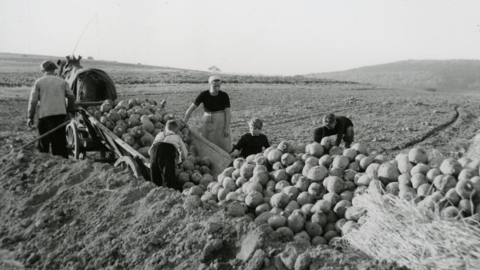 Bauernfamilie beim Anlegen einer Miete, um 1955 (HHStAW, 3008/2, 29986) Historisches Foto: Eine Bauernfamilie lädt auf einem Acker Rüben von einem Pferdewagen