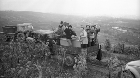 Historisches Foto: Fröhliche Männer und Frauen in Arbeitskleidung stehen auf der Ladefläche eines von einem Traktor gezogenen Anhängers, im Hintergrund die weite Landschaft des Rheingaus