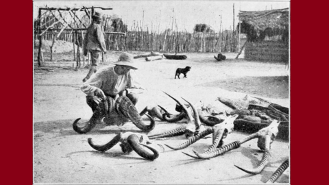 Historisches Foto: Blick in ein Feldlager in Afrika, im Vordergrund auf dem Boden verschiedene Geweihe und Hörner, daneben kniet ein europäischer Jäger