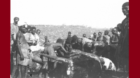 Historisches Foto: Eine Gruppe von Menschen, darunter viele Kinder, umstehen einen Elefantenkadaver, der gerade zerlegt wird