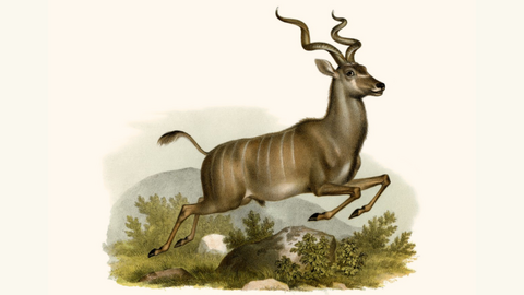 Begehrte Trophäe: Die Hörner des Kudus (Farbdruck von 1860) Historischer Farbdruck mit Zeichnung eines springenden Kudus (hirschähnliches Tier mit gewundenen Hörnern)