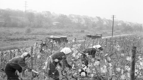 Erntehelfer während der Weinlese auf einem Weinberg in der Nähe von Oberwalluf (HHStAW Best. 3008, Nr. 27409) schwarz-weiß Foto von Personen beim Pflücken von Weintrauben